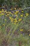 Coastal plain honeycombhead